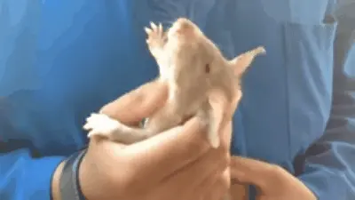 动图