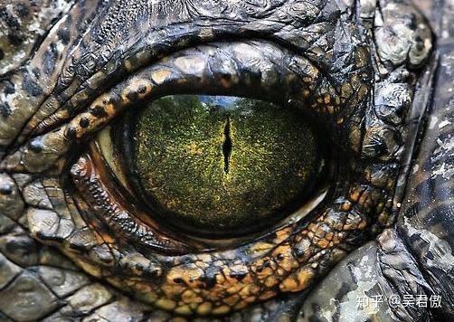 英国首相的自拍里,眼睛为什么变成竖瞳了?不会又是蜥蜴人阴谋论吧?