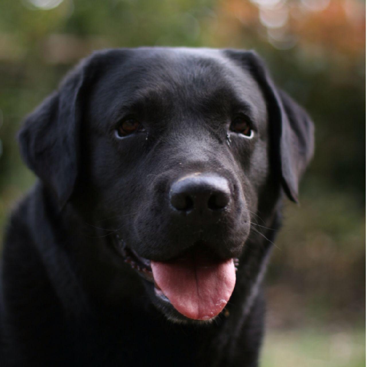 黑拉布拉多这样算不算纯?