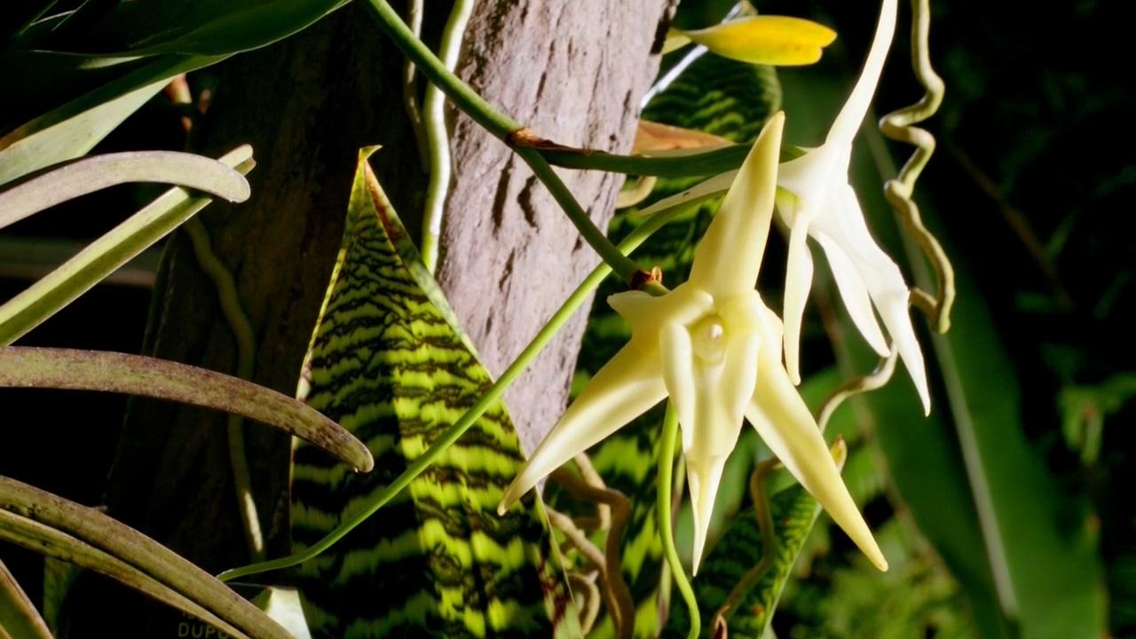 达尔文与彗星兰的传奇故事!进化论神奇预测喙长30厘米的天蛾!