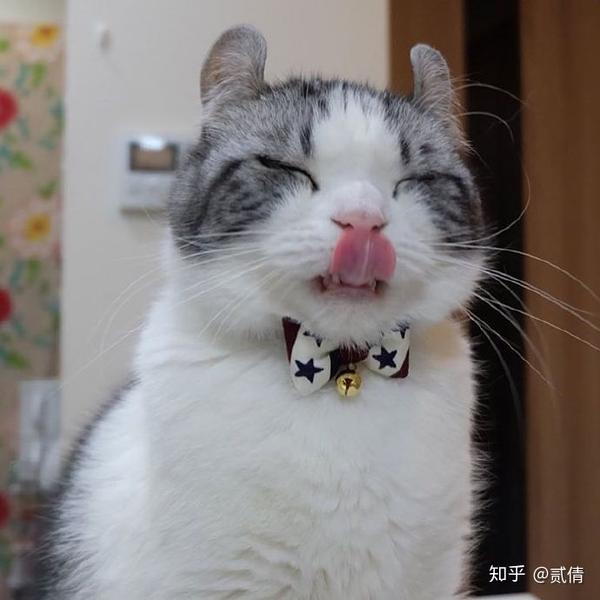 每天带你了解一种猫 美国卷耳猫 知乎