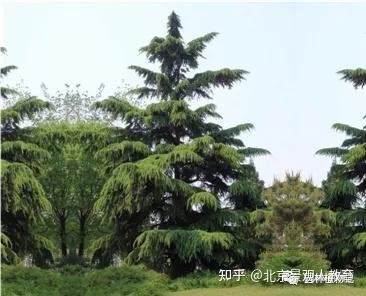 【景观人植物理论系列】北方园林绿化常用乔木总述 - 知乎