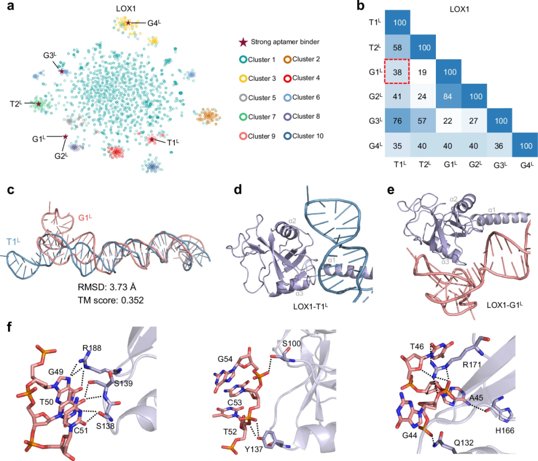Nat. Comput. Sci. | InstructNA: 基于核酸大语言模型的功能核酸与适配体从头设计 - 知乎