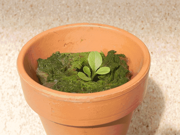 600_450gif 动态图 动图