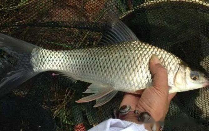 土鲮是我国土生土长的鲮鱼,别称鲮公,雪鲮,花鲮等,广泛分布于云南