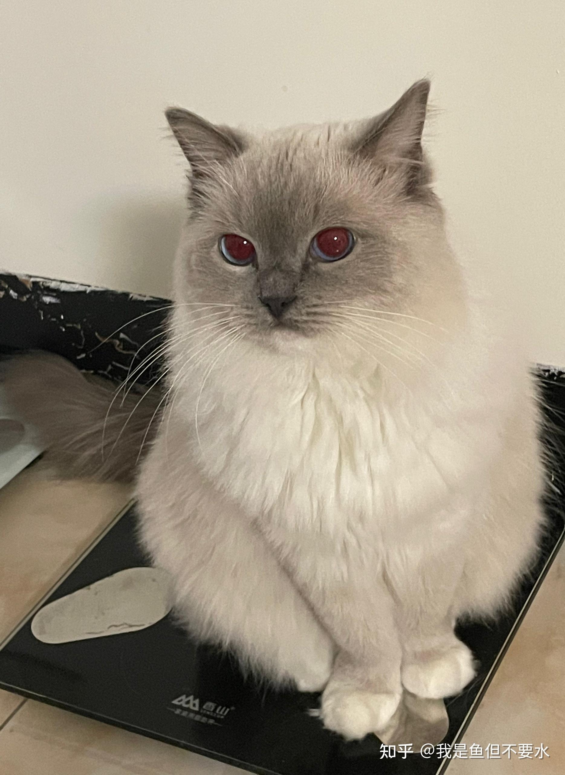 你见过颜值最高的蓝手套色布偶猫是什么样子? - 知乎
