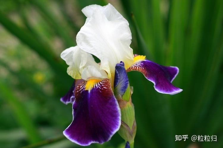 鸢尾花隐藏花语(鸢尾花隐藏花语图片)