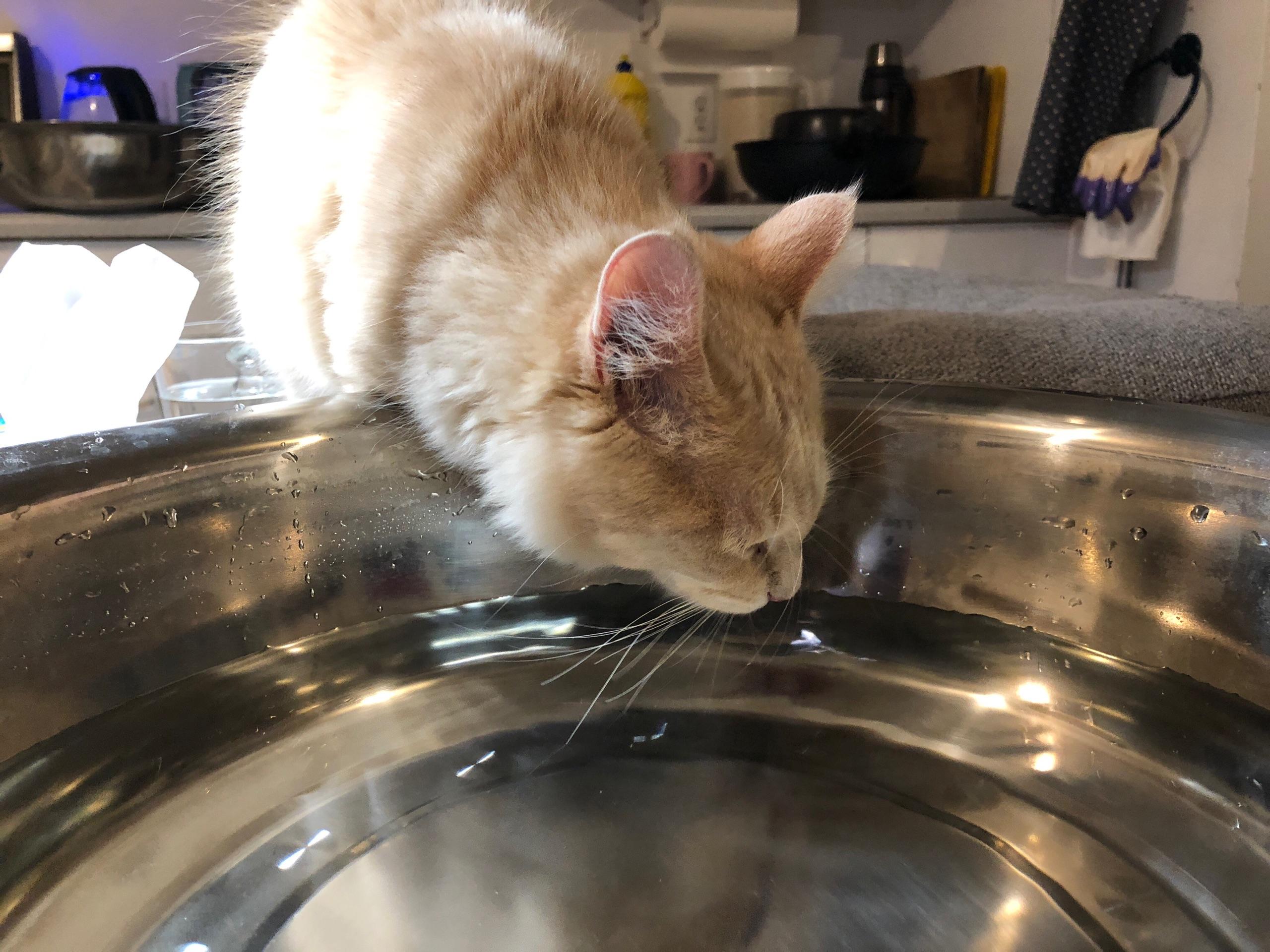 猫にお水を飲んでもらうために～第12回～ - Moment日刊ゲンダイ