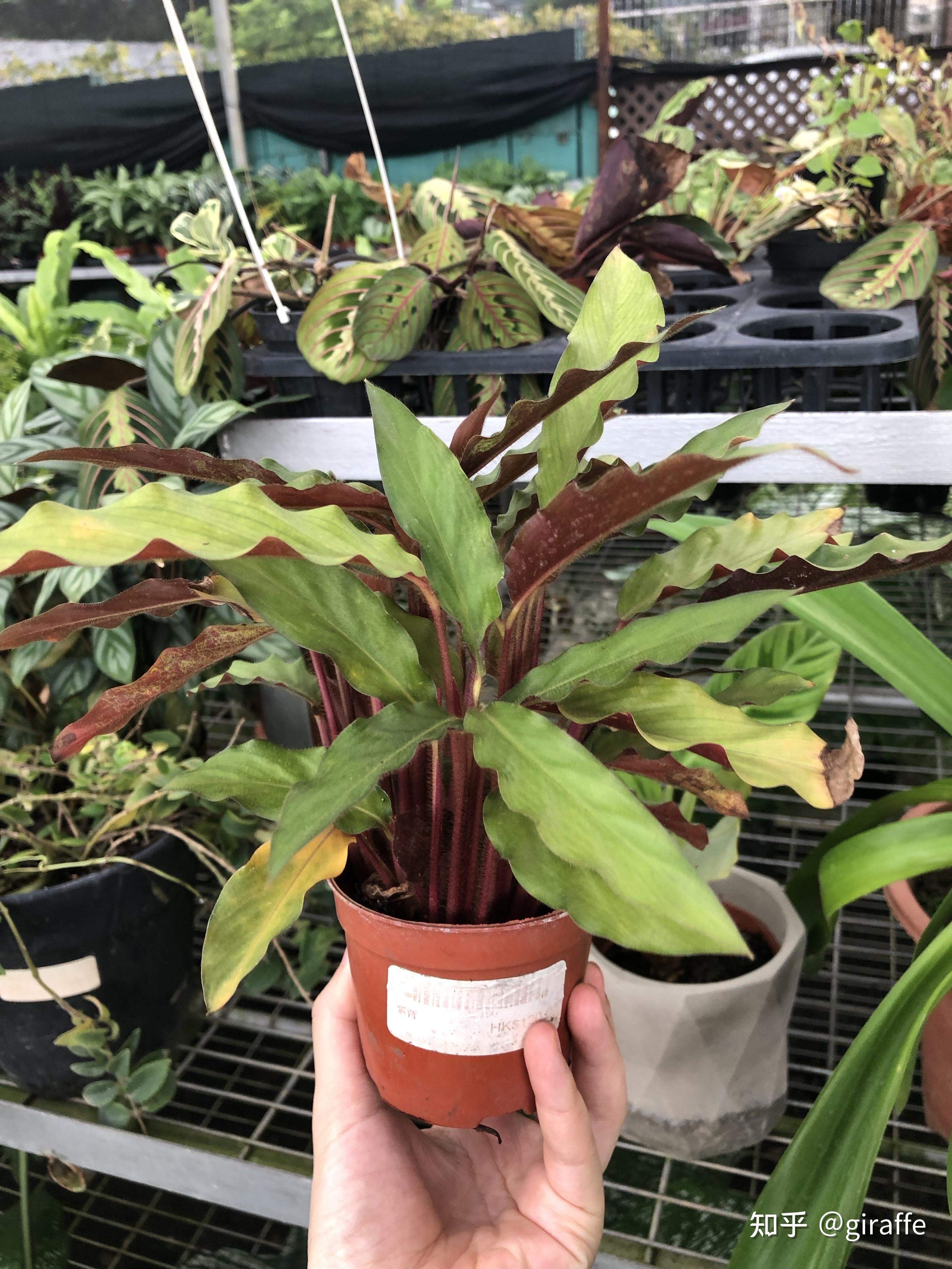 求救 紫背竹芋叶子发黄怎么办? - 知乎