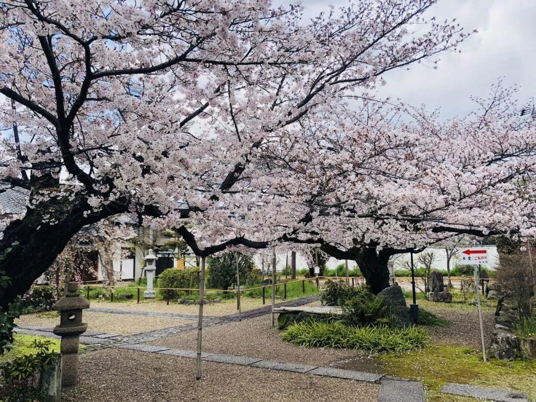 京品游记④樱花季探访抹茶故乡宇治
