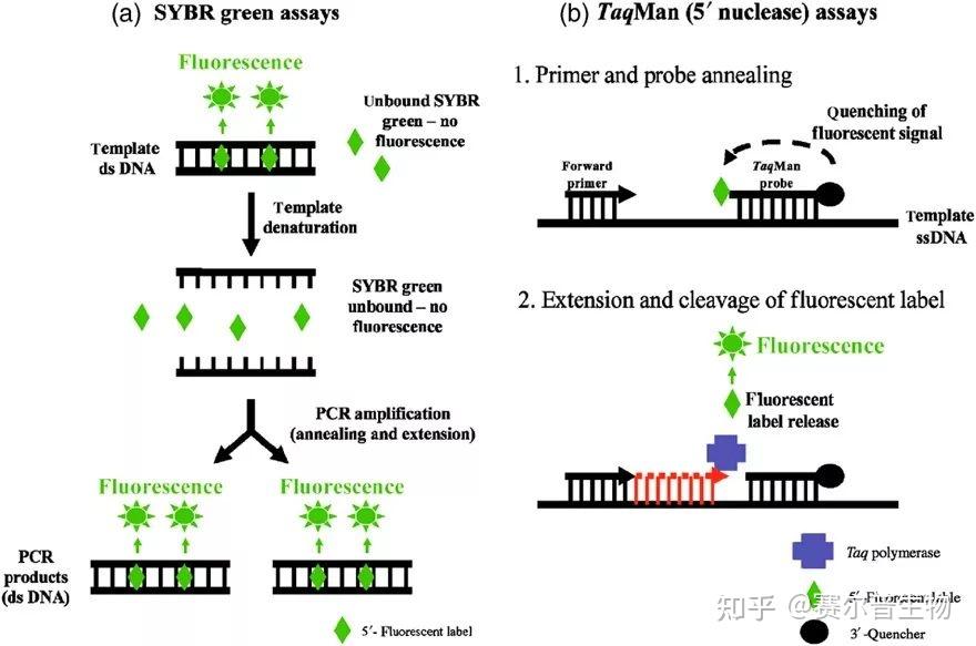 5年经验总结：荧光定量 PCR实操技术 - 知乎
