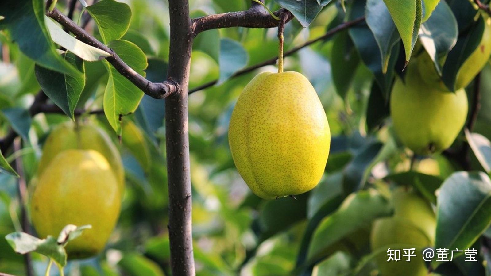 no22,长把梨