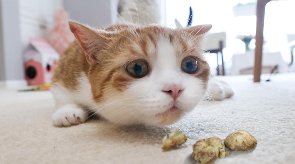 猫咪吃虫瘿果和吃猫薄荷 效果会有什么区别 知乎 猫咪吃虫瘿果和吃猫薄荷 效果会有什么区别 知乎