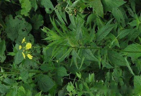 菊科—舌状花亚科(二):还阳参