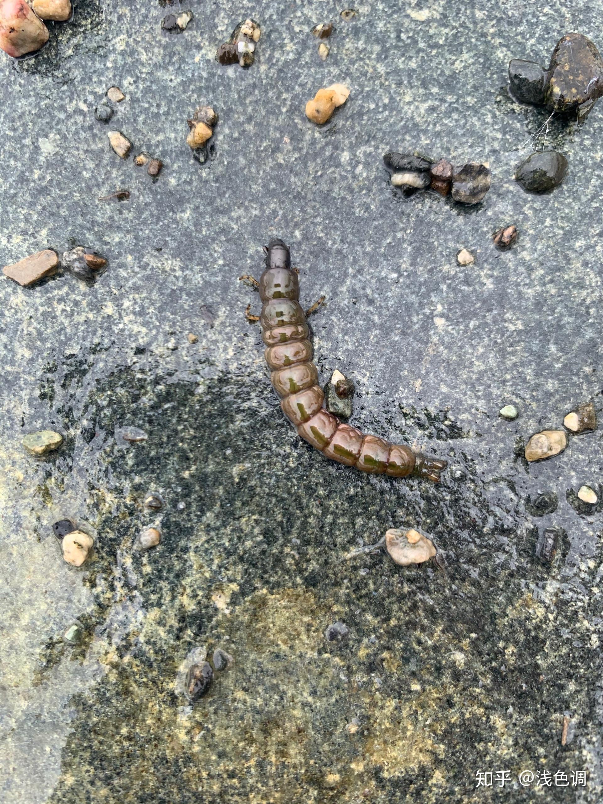 这是什么虫 