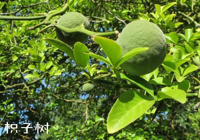 “橘生淮南则为橘，生于淮北则为枳”，是什么原因造成的呢？ - 知乎