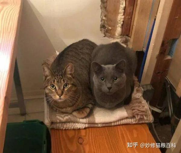 猫咪“揣手手”的5个含义，不知道的话，真的是白养猫了 - 知乎