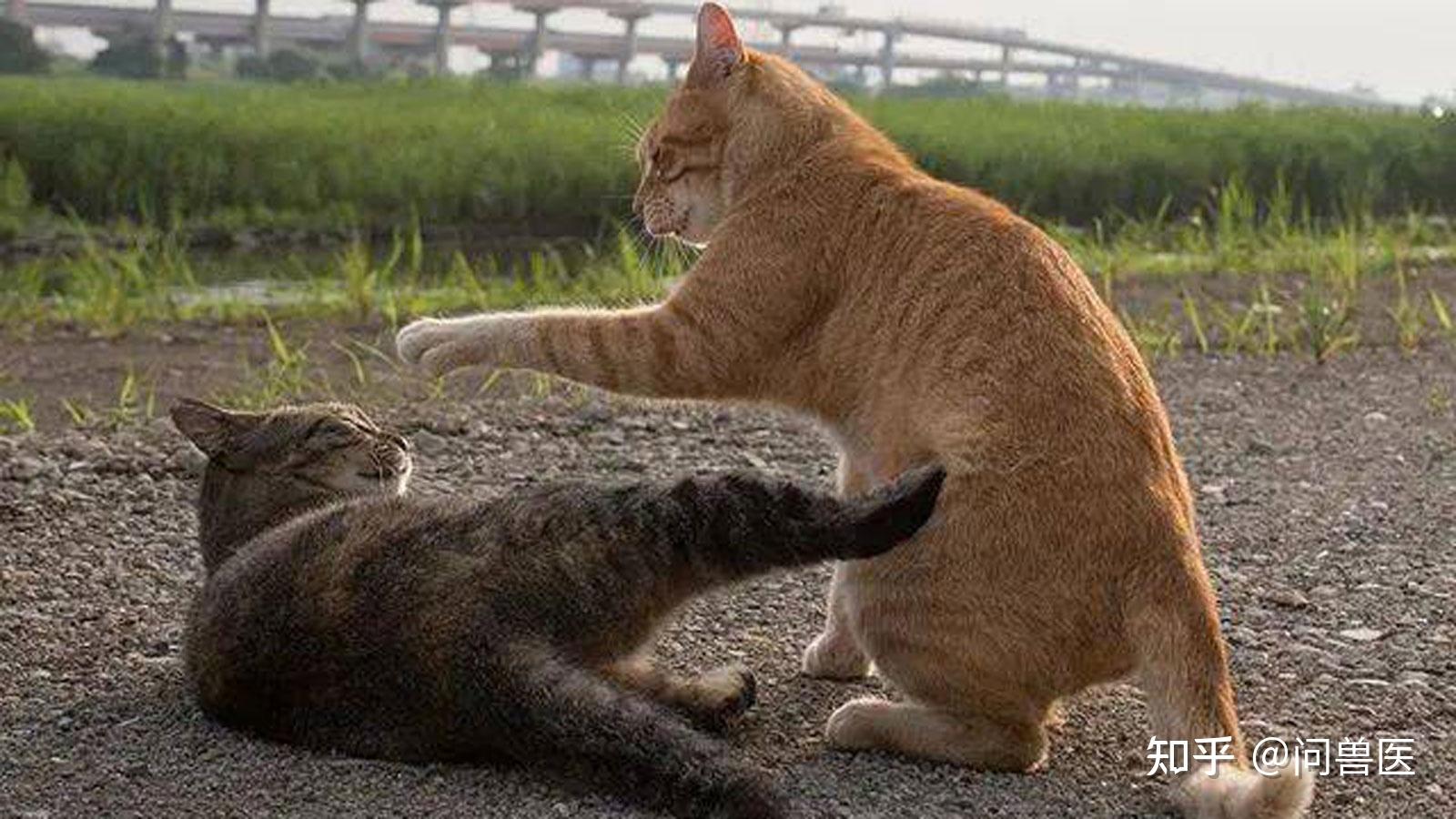 被猫咪后腿踢得好疼猫咪不停地踢腿代表什么意思