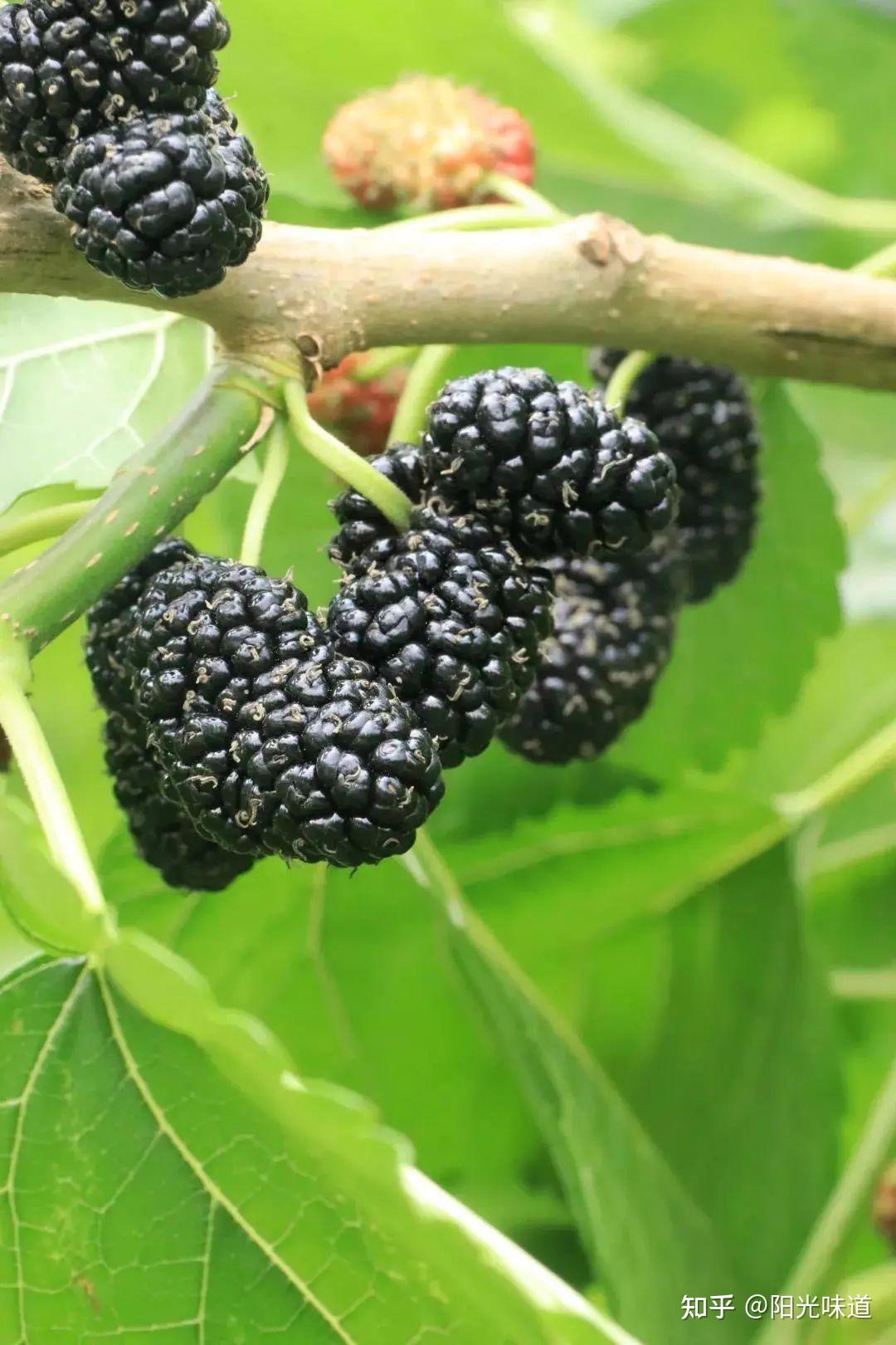 同年,德昌桑椹获得国家地理标志产品保护.