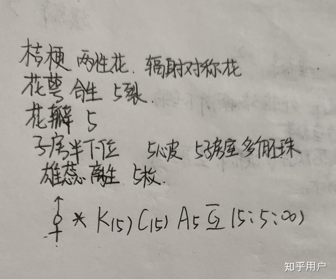 洋桔梗的花程式怎么写