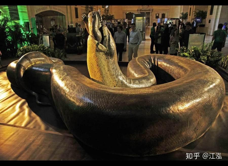 泰坦蟒:长度超过13米的地狱巨蛇! - 知乎