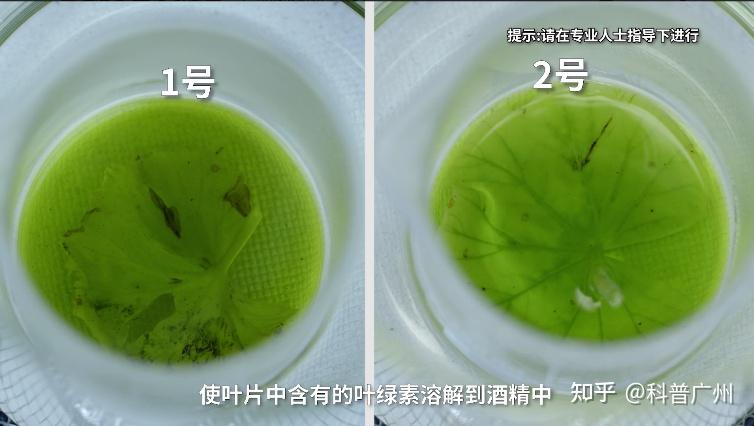 光合作用之天竺葵小实验