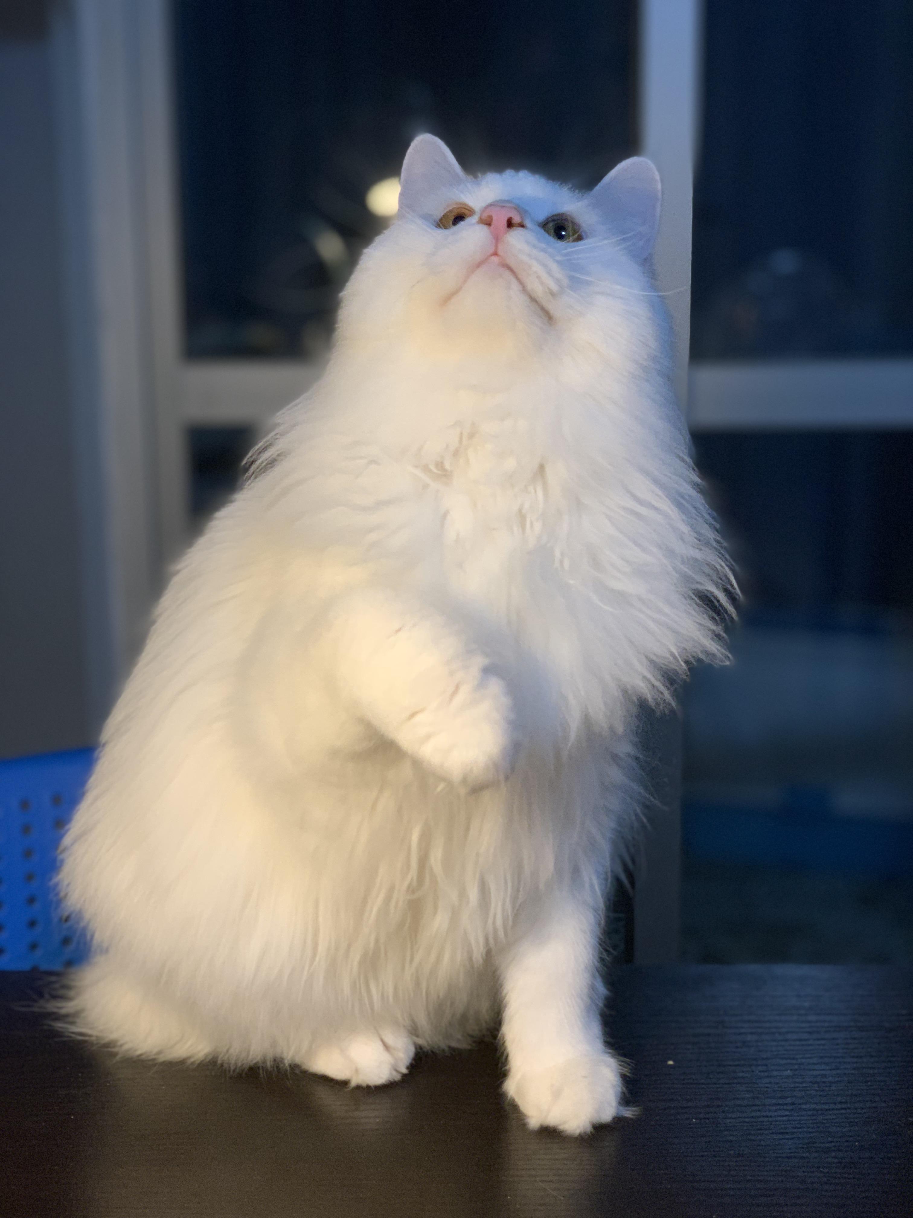 狮子猫为什么被炒到了几千块
