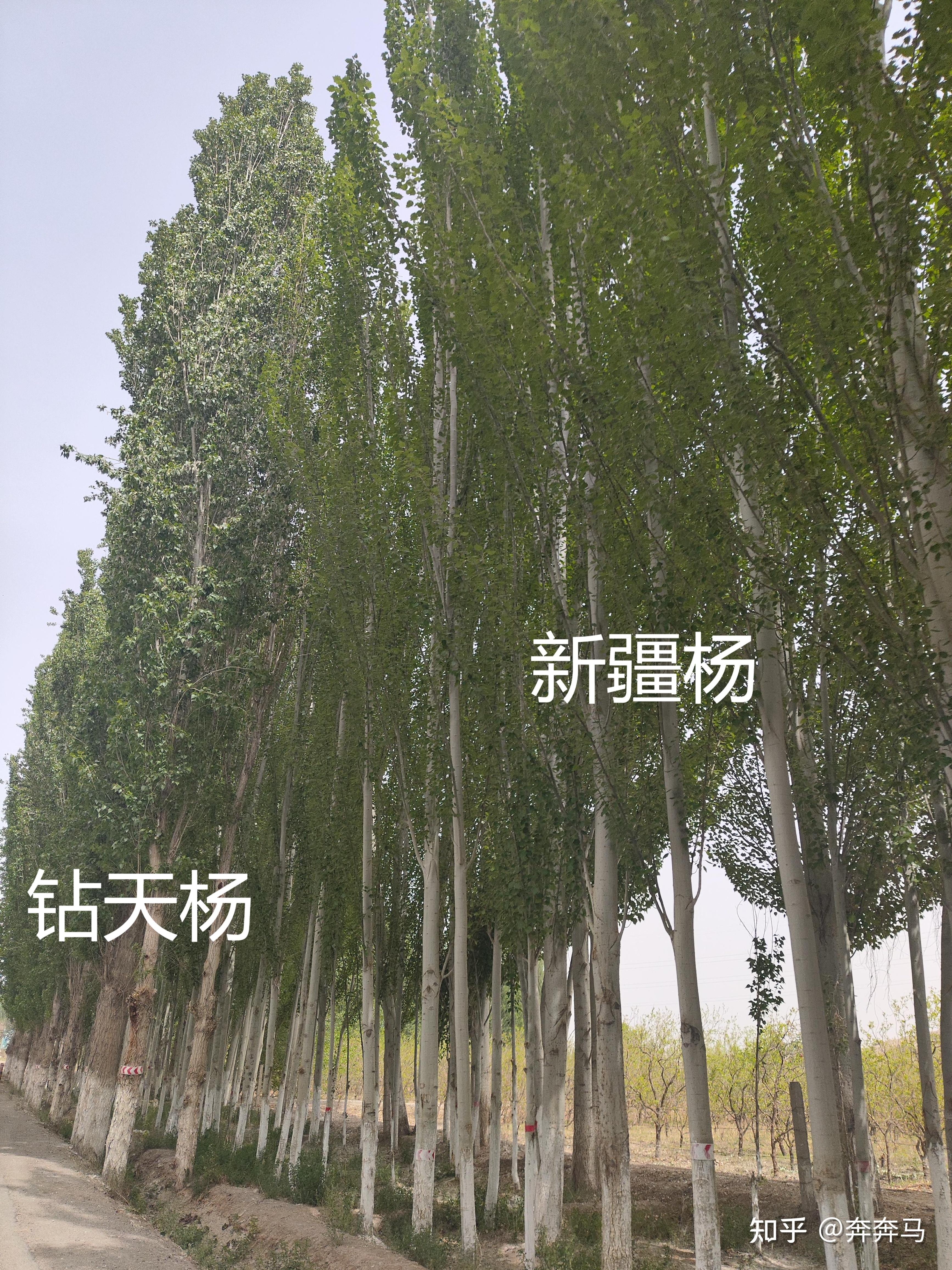 为什么新疆的树都长得瘦瘦高高的,而不是横向发展? - 知乎
