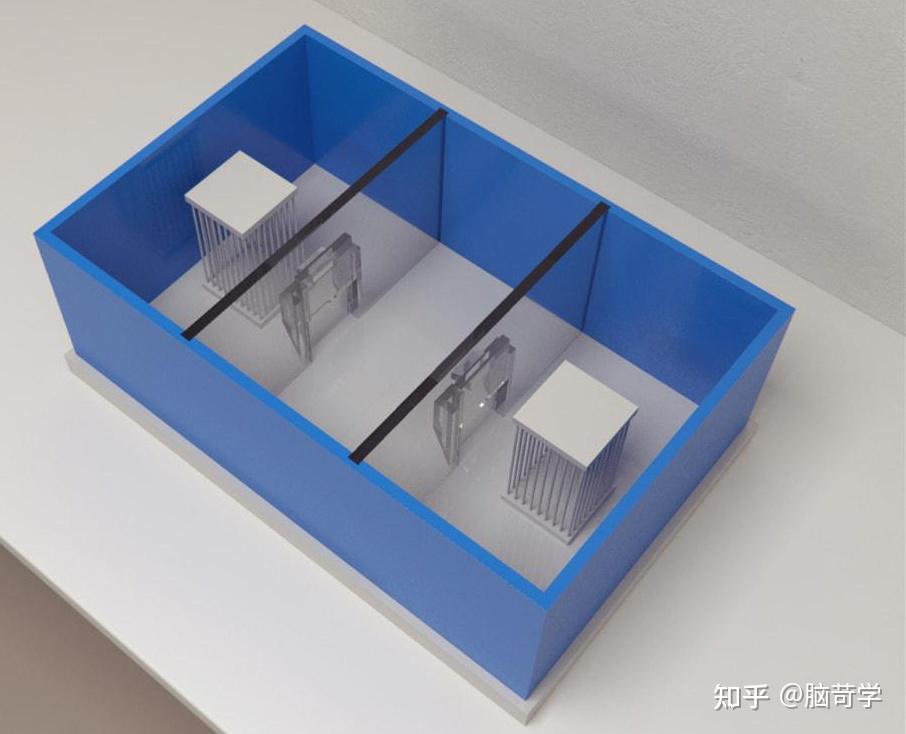 行为实验研究中使用的十大迷宫(1):三箱社交箱sociability chamber -