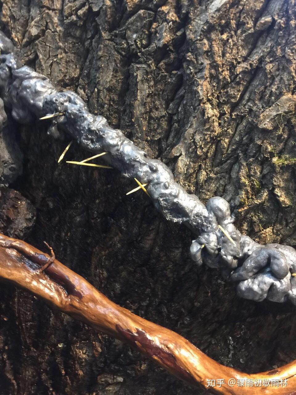雨林缸苔藓 v2-b57bb4b073736627b4329aa996c3247c_r.jpg