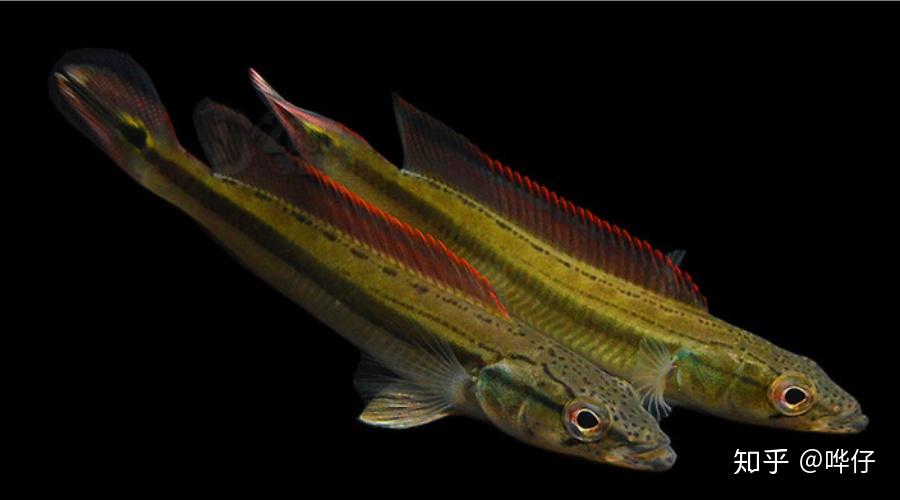 十大奇特南美慈鲷鱼第三名——和尚鱼