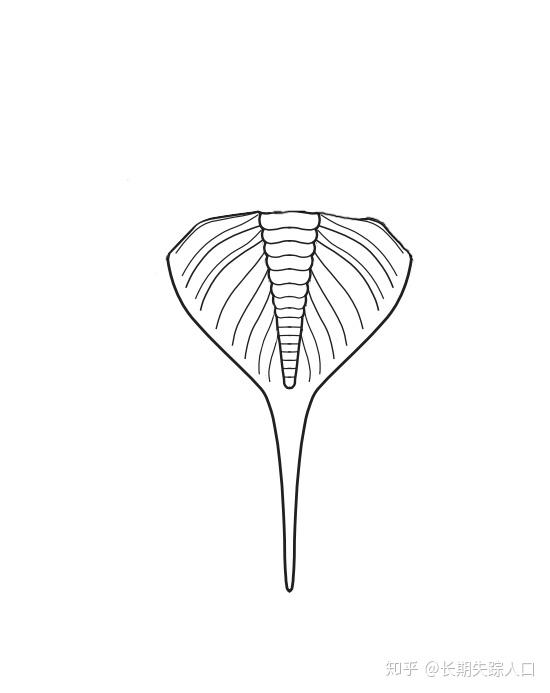 什么是「三叶虫」? - 知乎