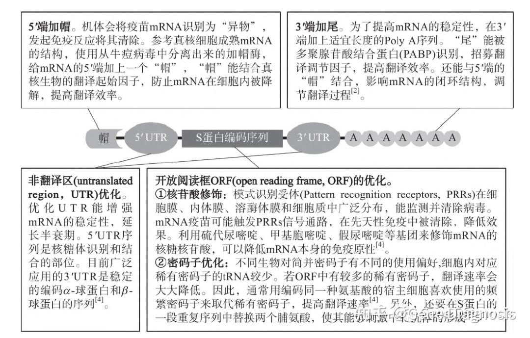 mRNA疫苗全面解读-2(mRNA设计与制备) - 知乎