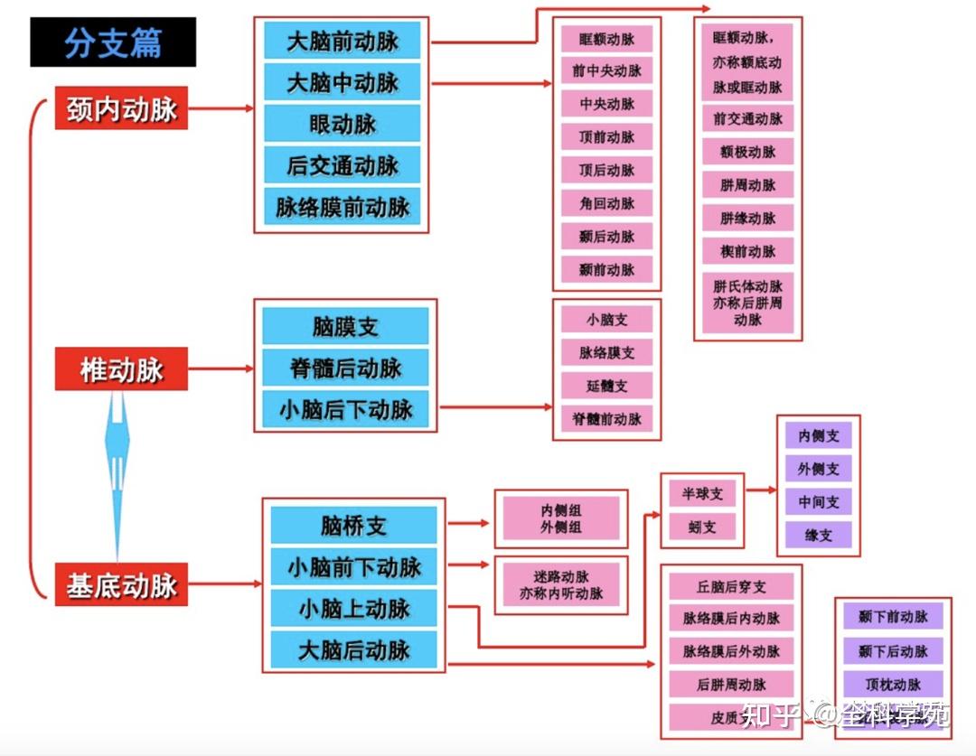 三级侧支循环74 一级侧支循环指通过willis环的血流代偿