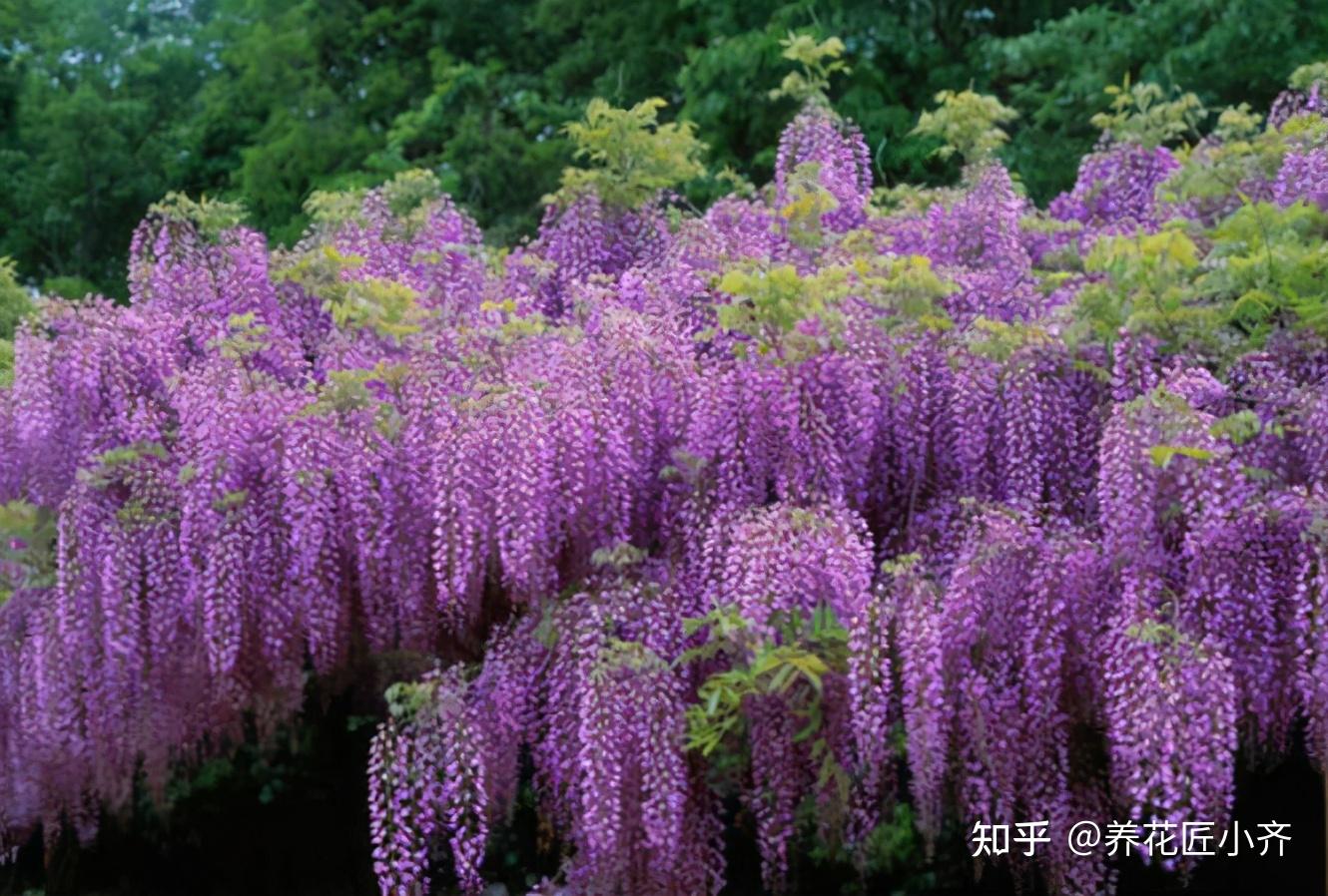 南方養紫藤花不開花品種要選對這4種紫藤兩廣福建都能養