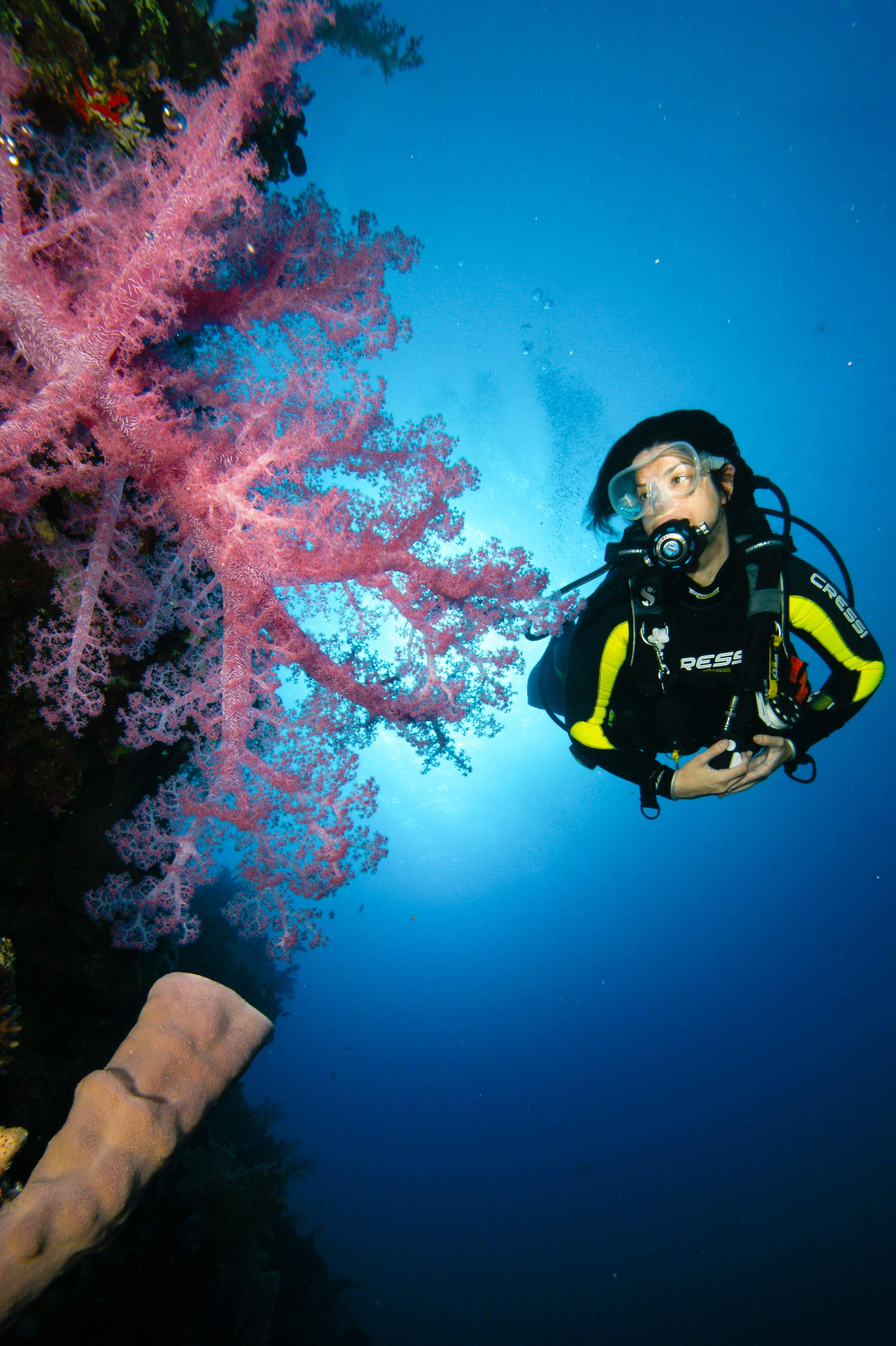 水下摄影系列3.1--水中摄影环境变化 - 知乎