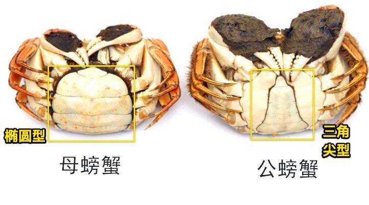 螃蟹的屎在哪里图解图片