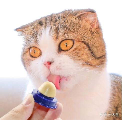 给猫咪吃猫糖健康吗? - 知乎