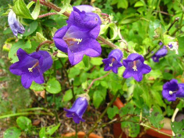 四月下旬诞生花