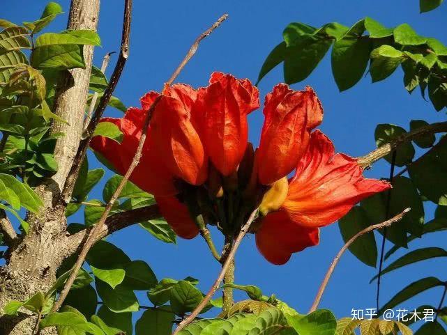 观赏树种|来自非洲的火焰树,火红热烈,堪比英雄花木棉树 - 知乎