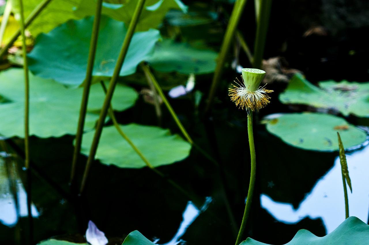 龙泉荷塘月色怎么去