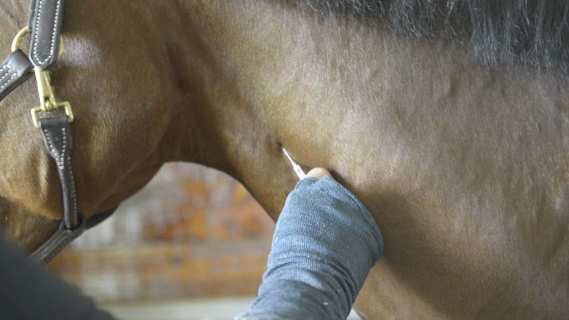 马的颈静脉血管较粗,浅表,是兽医采血,注射,输液最常用的血管,但在