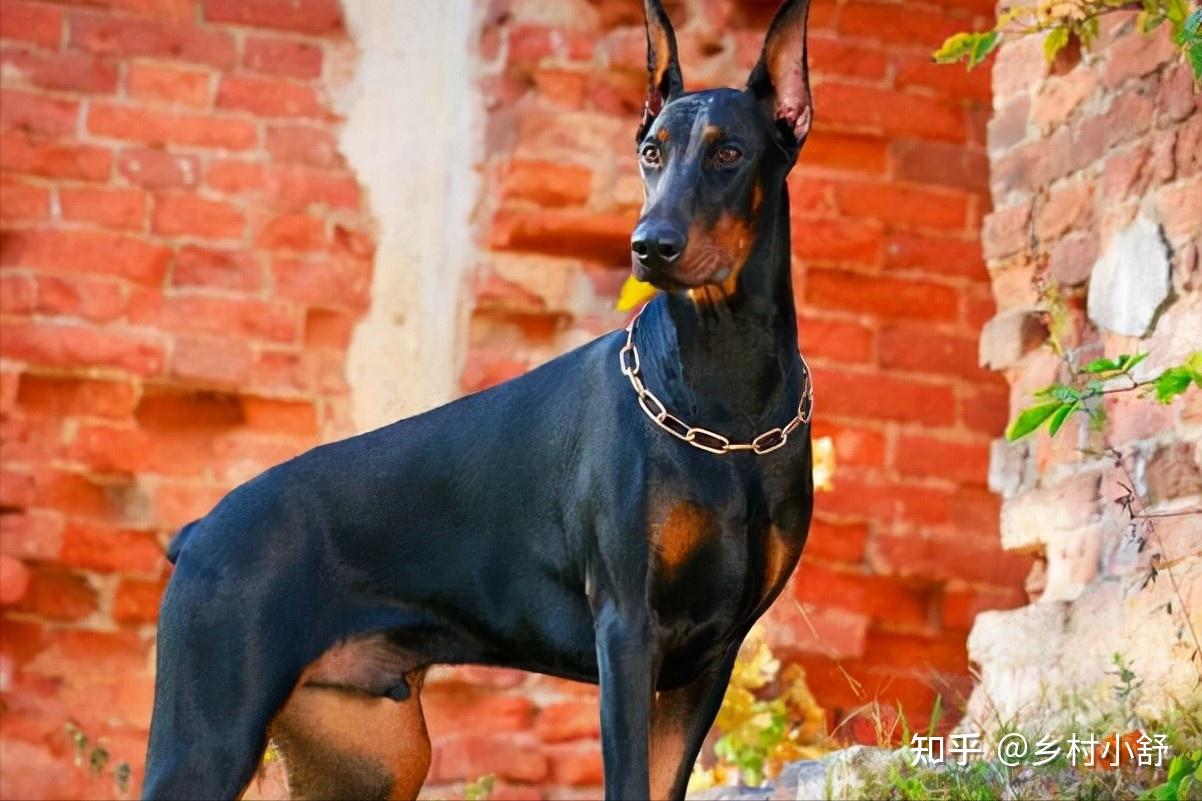 世界上被明令禁养的6大最凶猛的犬种,见到躲远点!保护好生命 - 知乎