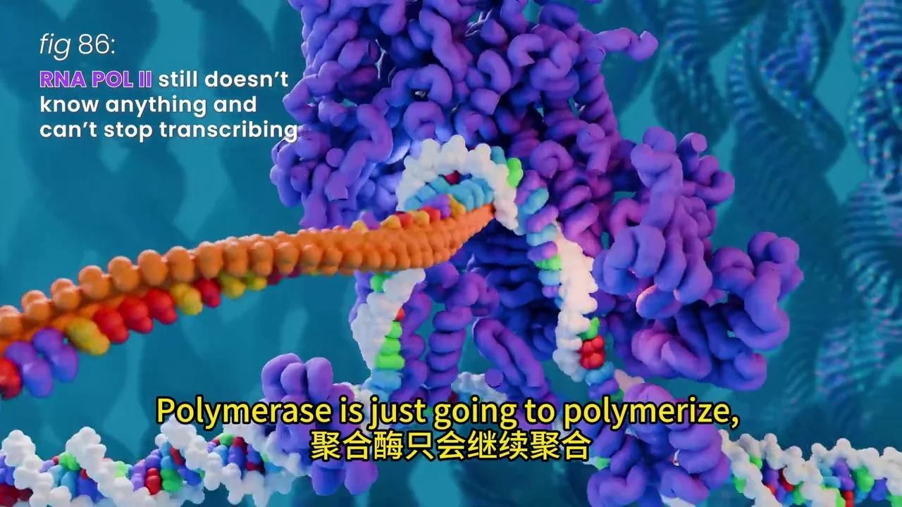 彻底解密DNA转录与mRNA剪接:动画揭秘生物学奥秘 - 知乎