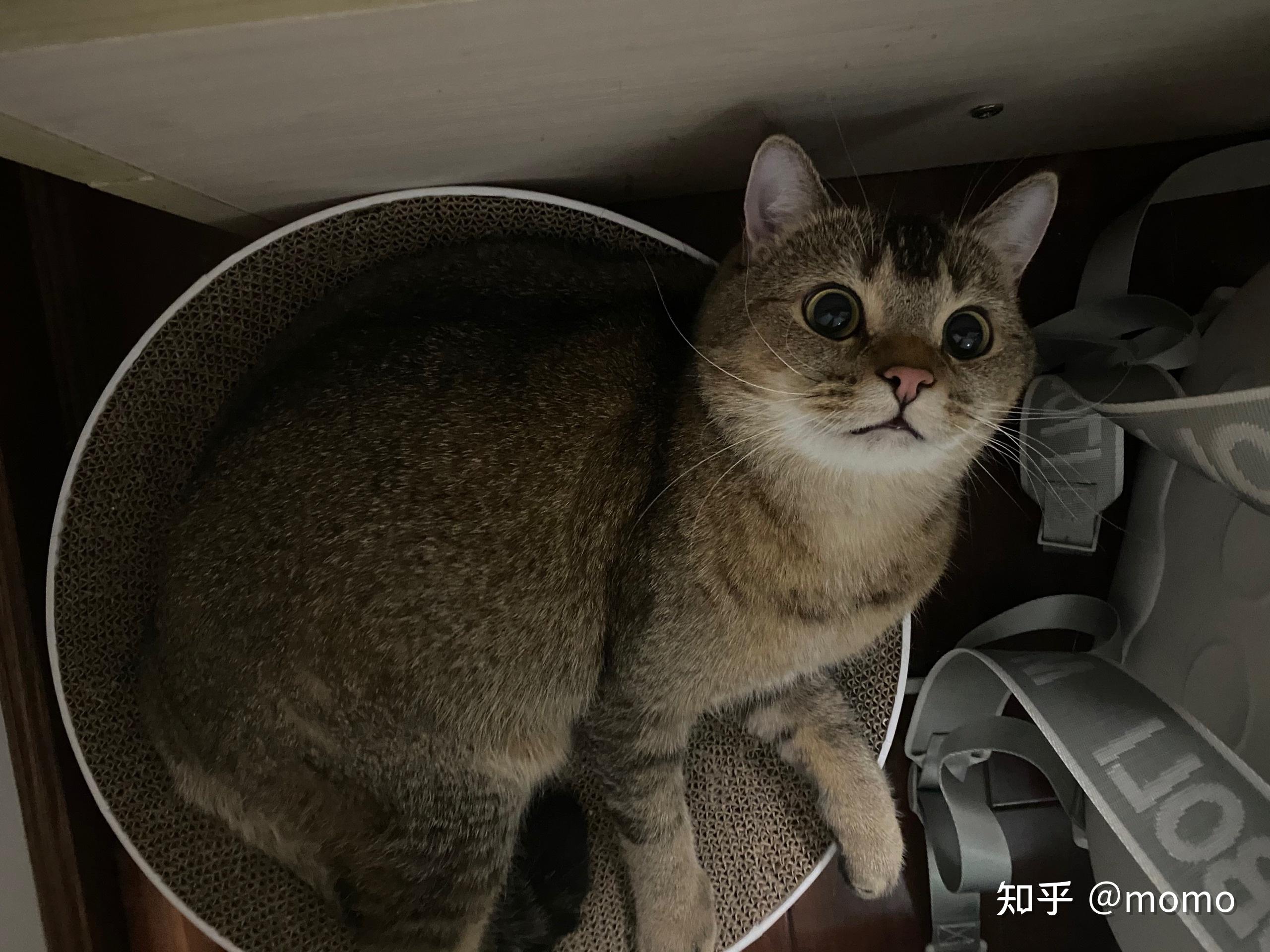 英短黑金渐层大家有了解吗? - 知乎