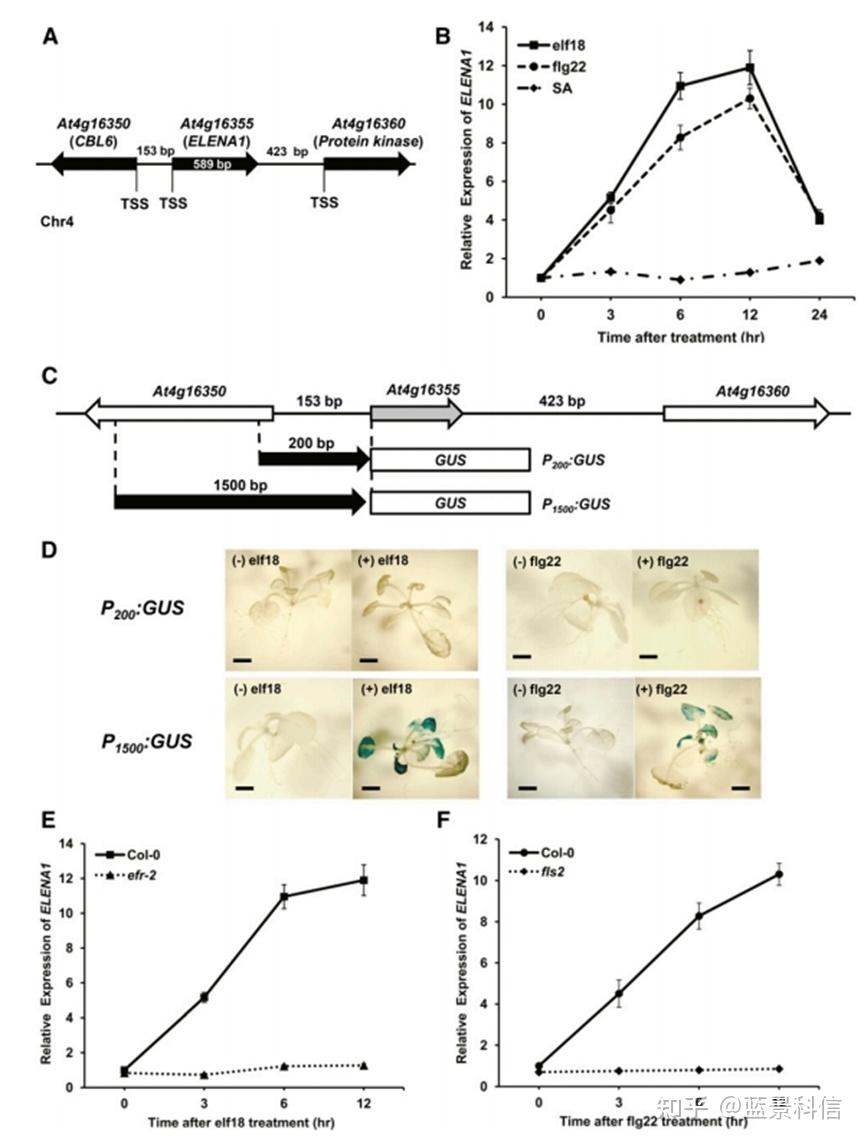 RNA Pull Down和RIP的技术应用：ELF18诱导的lncRNA ELENA1与MED19a互作增强拟南芥免疫反应 - 知乎