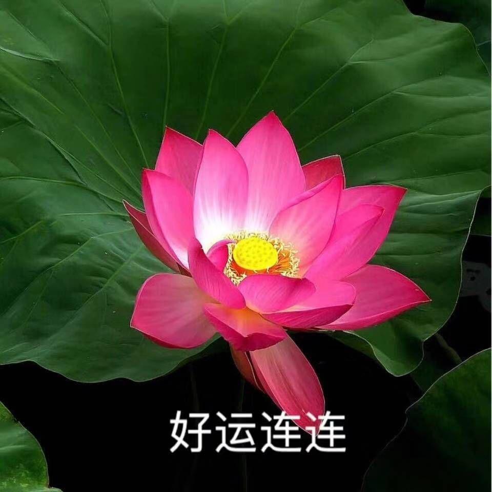 有什么适合四十多岁爸爸妈妈的微信头像? - 知乎