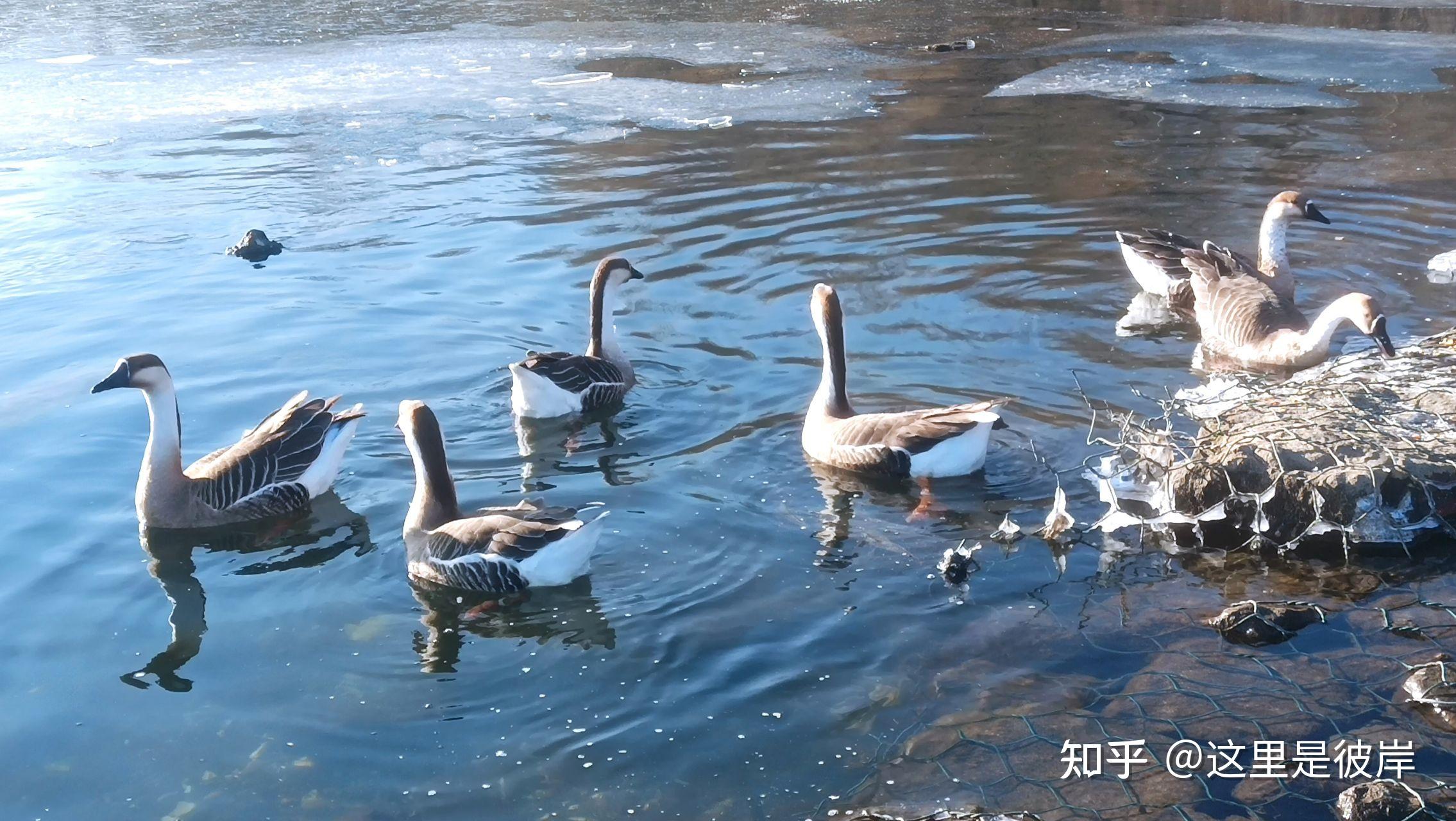 沈阳鸟岛冬天大雁图片