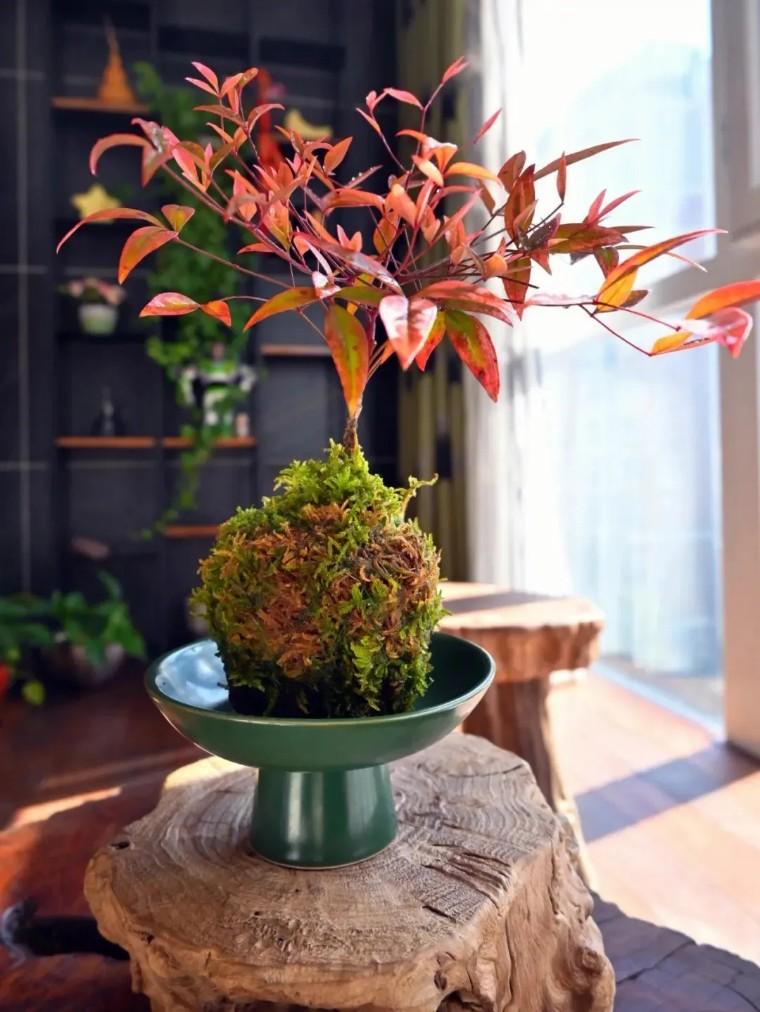 100种观叶植物 | No.22 南天竹养护攻略 - 知乎