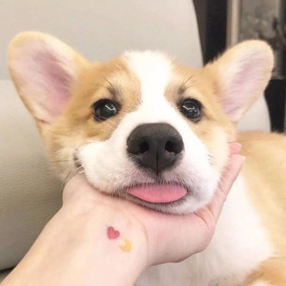 有什么可爱的小动物头像